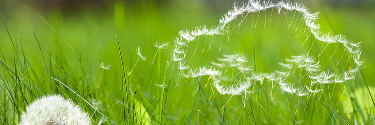 Die Samen einer Pusteblume bilden die Umrisse eines Autos