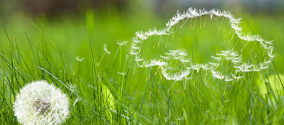 Löwenzahnschirmchen formen sich zu Auto